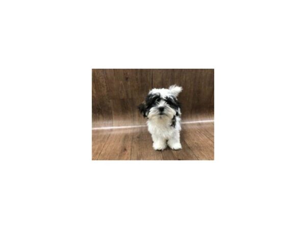 Mal-Shi DOG Male BRDL & WH 1132 Petland Lancaster