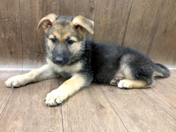 German Shepherd Dog DOG Female BLK & TN 1180 Petland Lancaster, Ohio