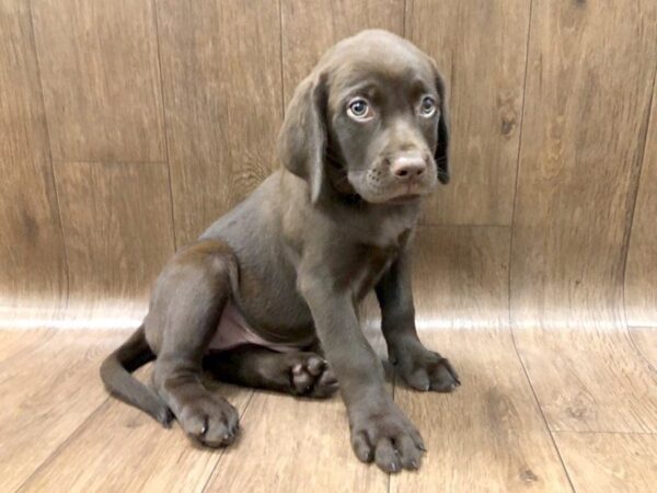 Labrador Retriever DOG Female Chocolate 1182 Petland Lancaster, Ohio