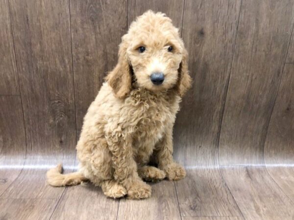 F2 ST Goldendoodle DOG Male Apricot 1183 Petland Lancaster