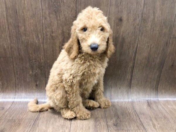 F2 ST Goldendoodle DOG Male Apricot 1183 Petland Lancaster, Ohio