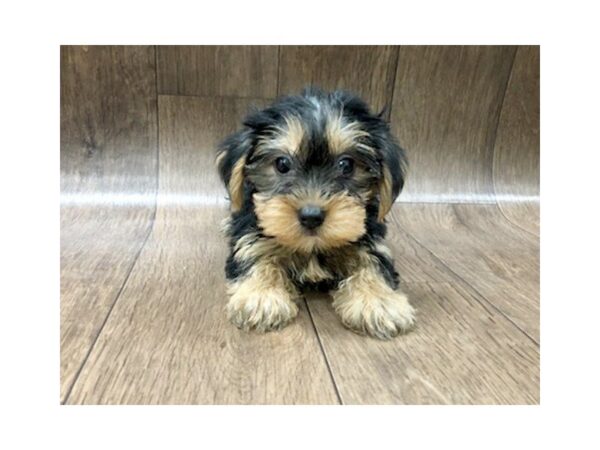 Yorkshire Terrier DOG Female BLK TAN 1184 Petland Lancaster, Ohio