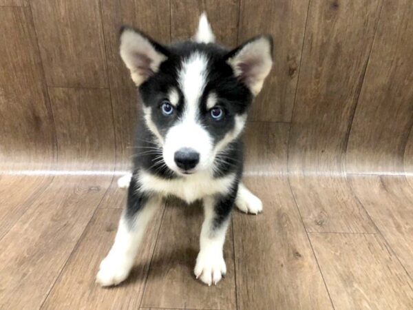 Pomsky DOG Male black/white 1185 Petland Lancaster, Ohio