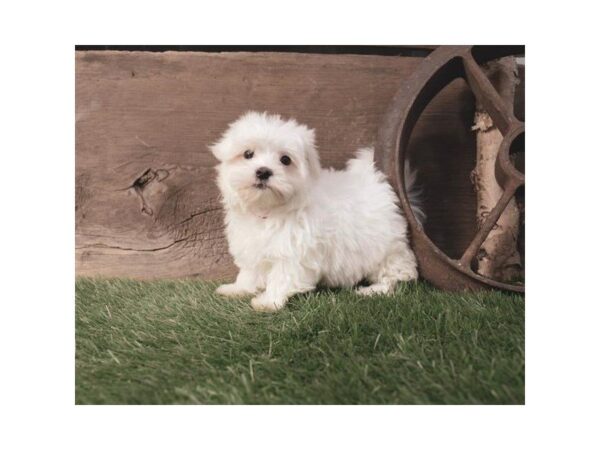 Maltese DOG Female White 1186 Petland Lancaster, Ohio