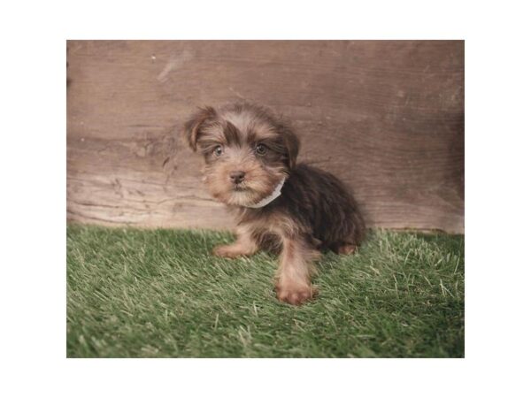 Yorkshire Terrier DOG Female Chocolate / Tan 1187 Petland Lancaster, Ohio