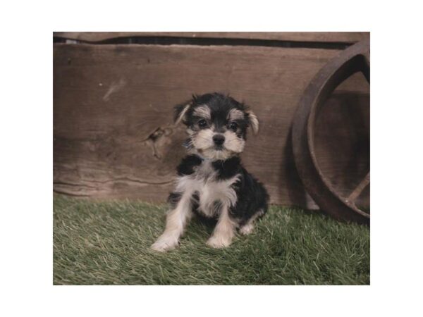 Morkie DOG Male Black / Tan 1188 Petland Lancaster, Ohio