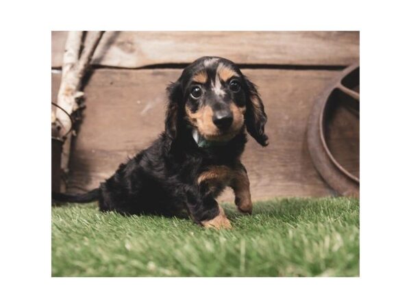 Dachshund DOG Female Black / Tan 1189 Petland Lancaster, Ohio