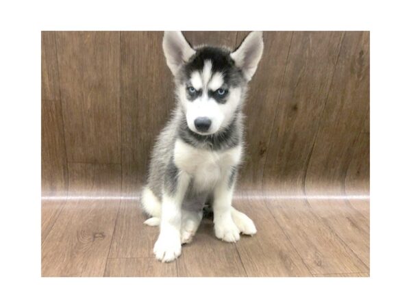 Siberian Husky DOG Male Blk - Wht 1198 Petland Lancaster, Ohio