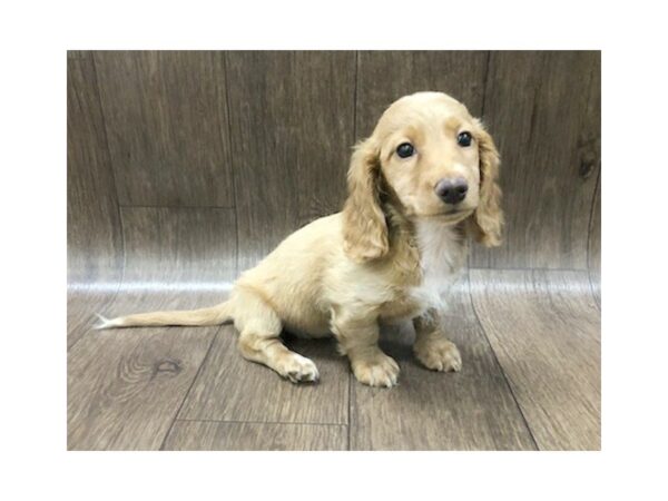 Dachshund DOG Female fn(isb) & tan 1194 Petland Lancaster