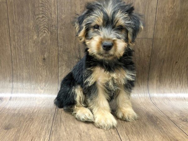 Yorkshire Terrier-DOG-Female-BLK TAN-1193-Petland Lancaster