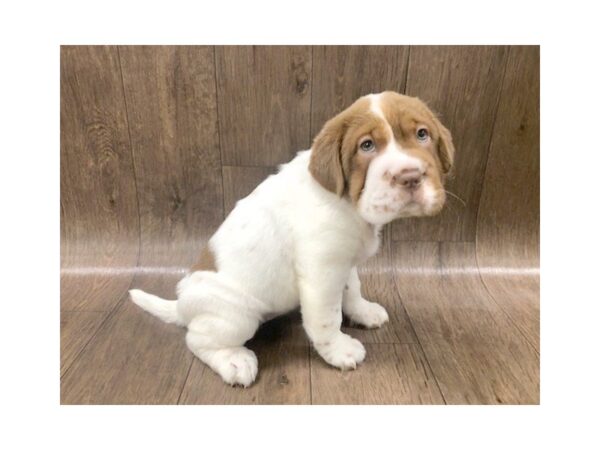 Mini Hippo DOG Female CHOCOLATE WHITE 1203 Petland Lancaster, Ohio