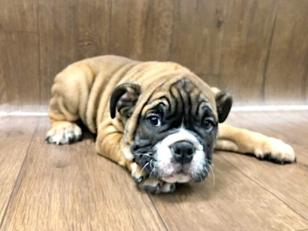 Bulldog-DOG-Male-Fawn-1199-Petland Lancaster, Ohio