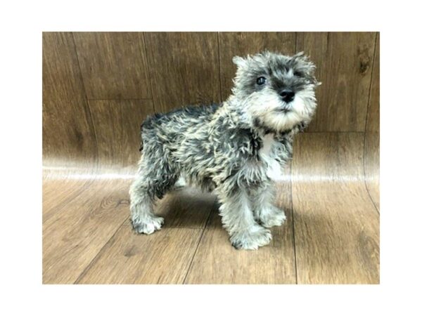 Miniature Schnauzer DOG Female Salt / Pepper 1200 Petland Lancaster