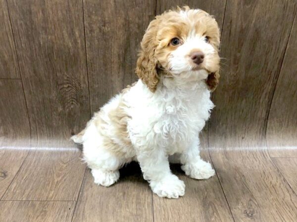 Cock A Poo DOG Female Buff / White 1201 Petland Lancaster, Ohio