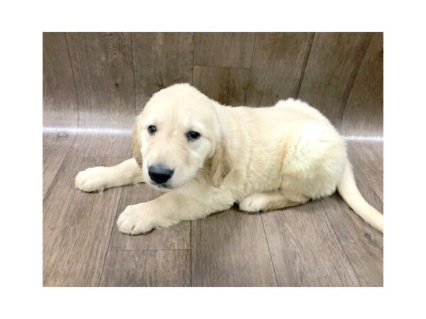 Golden Retriever DOG Male Golden 1202 Petland Lancaster, Ohio