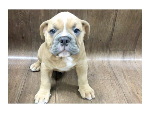 Old English Bulldog DOG Male BLUE WHITE 1207 Petland Lancaster, Ohio