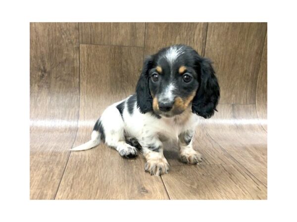 Dachshund DOG Female TRI 1204 Petland Lancaster, Ohio