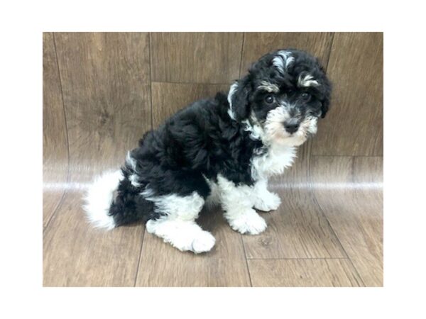 Havanese DOG Female Brown White 1206 Petland Lancaster, Ohio