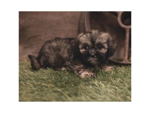 Lhasa Apso DOG Female Grizzle 1208 Petland Lancaster, Ohio