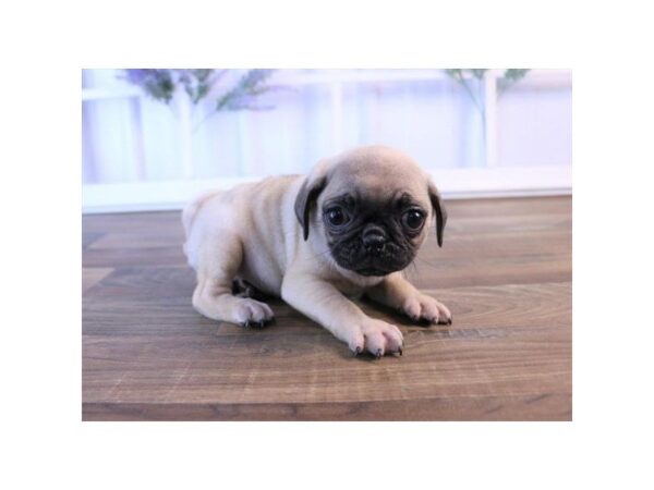 Pug-DOG-Male-Fawn-1209-Petland Lancaster, Ohio