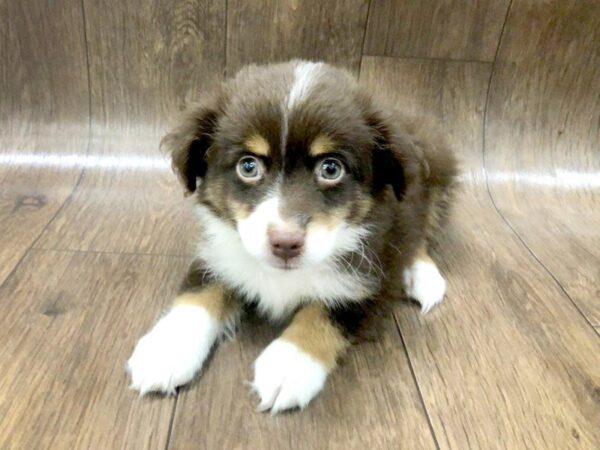 Mini Aussie-DOG-Male-RED TRI-1212-Petland Lancaster