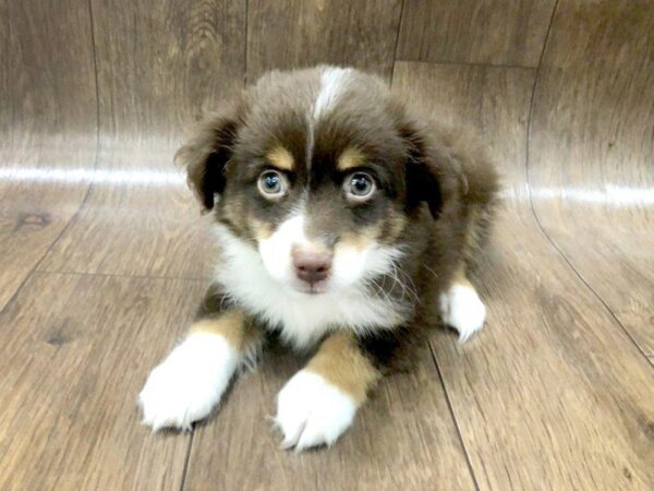 Mini Aussie-DOG-Male-RED TRI-1212-Petland Lancaster, Ohio