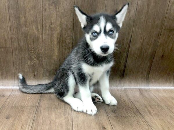 Siberian Husky DOG Female Black & White 1210 Petland Lancaster, Ohio