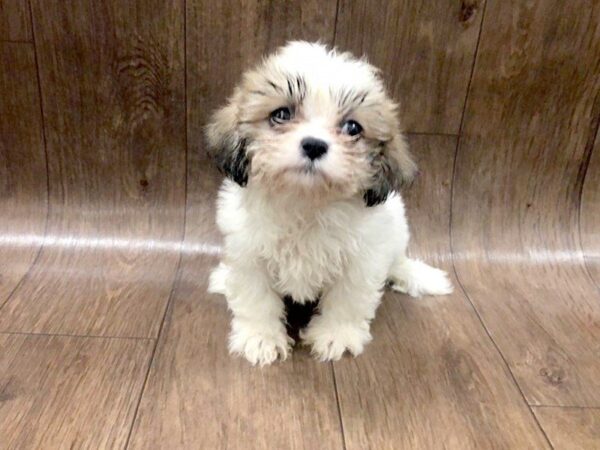 Teddy Bear DOG Female Brown White 1211 Petland Lancaster, Ohio