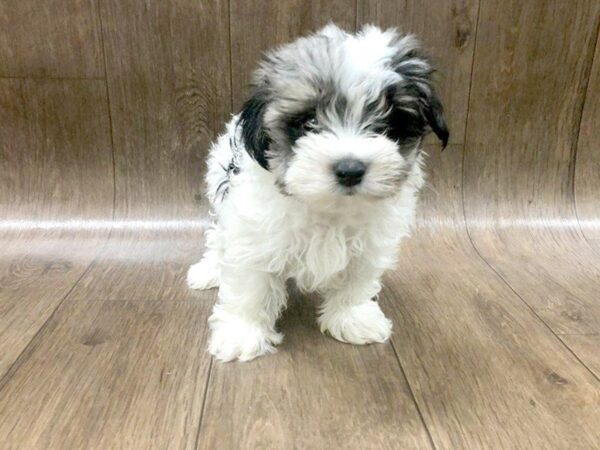 MaltaPoo DOG Male BLUE MERLE PARTI 1214 Petland Lancaster