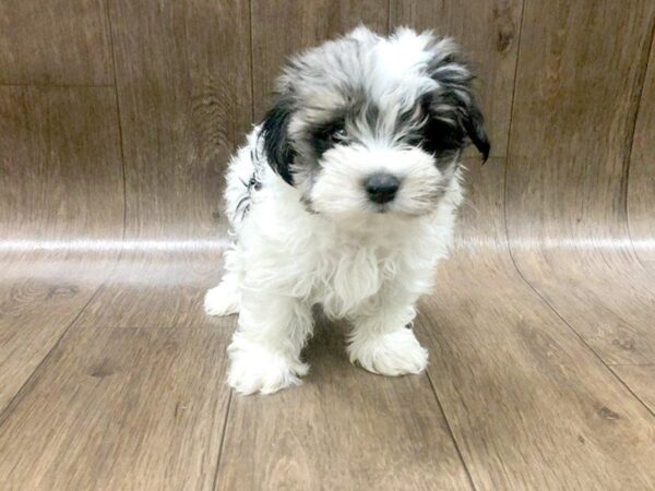 MaltaPoo-DOG-Male-BLUE MERLE PARTI-1214-Petland Lancaster, Ohio