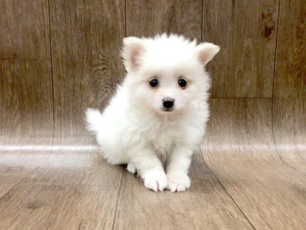 Pomeranian DOG Male cream white 1215 Petland Lancaster, Ohio