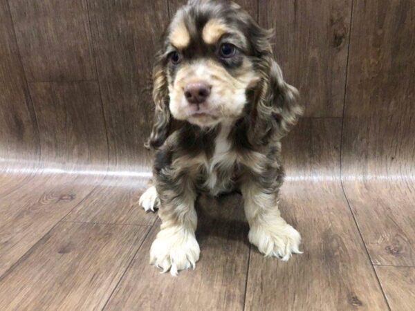 Cocker Spaniel-DOG-Male--1216-Petland Lancaster