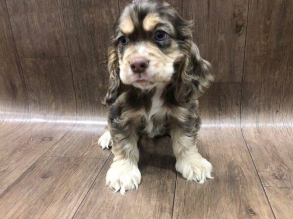 Cocker Spaniel-DOG-Male--1216-Petland Lancaster, Ohio