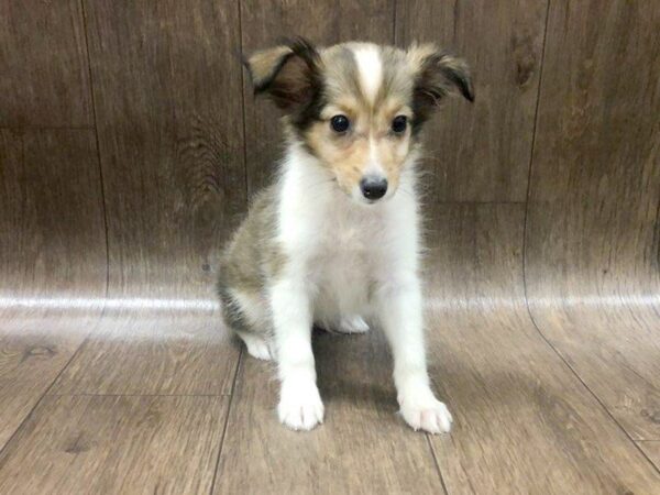 Shetland Sheepdog-DOG-Female--1217-Petland Lancaster, Ohio