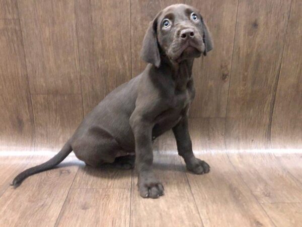 Labrador Retriever DOG Male chocolate 1218 Petland Lancaster, Ohio