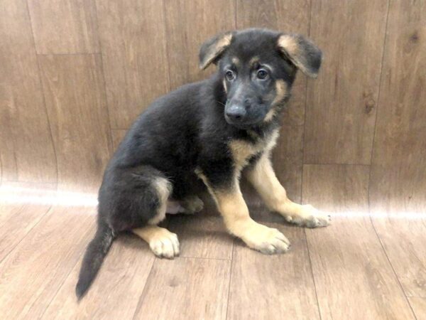 German Shepherd DOG Male Black and Tan 1213 Petland Lancaster, Ohio