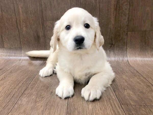 Golden Retriever DOG Female Golden 1223 Petland Lancaster, Ohio