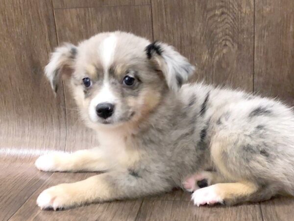 Miniature Australian Shepherd-DOG-Male-Blue Merle-1219-Petland Lancaster
