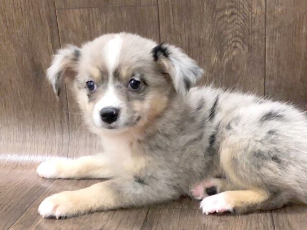 Miniature Australian Shepherd DOG Male Blue Merle 1219 Petland Lancaster, Ohio