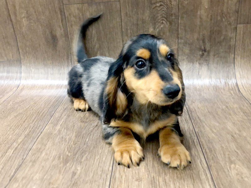 Dachshund Puppy Black / Tan ID1220 Located at Petland Lancaster, Ohio