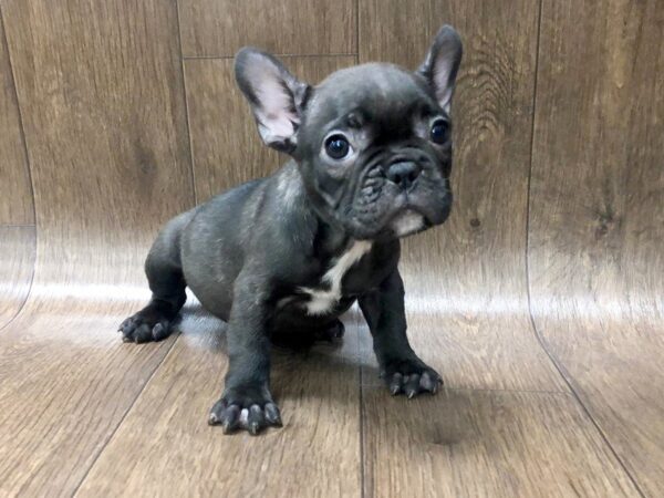 French Bulldog DOG Female Black 1221 Petland Lancaster, Ohio