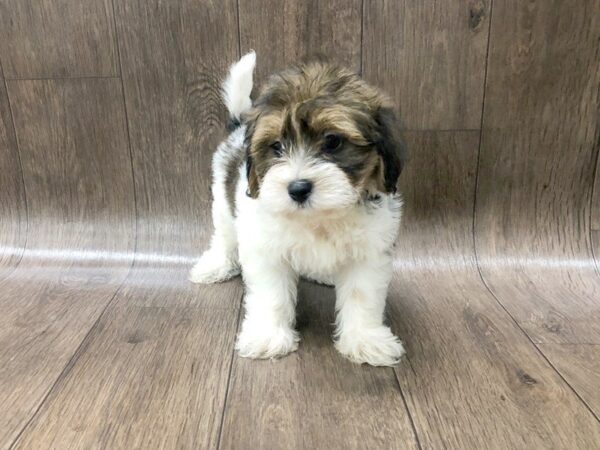 Cava Chon DOG Male Brown White 1229 Petland Lancaster, Ohio