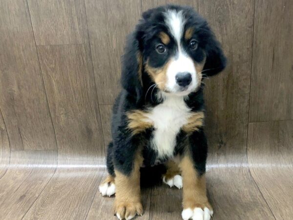 Bernese Mnt. Dog DOG Male Tri Color 1224 Petland Lancaster, Ohio