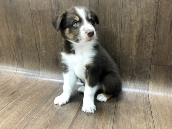 Aussie-DOG-Male-Red Tri-1225-Petland Lancaster, Ohio