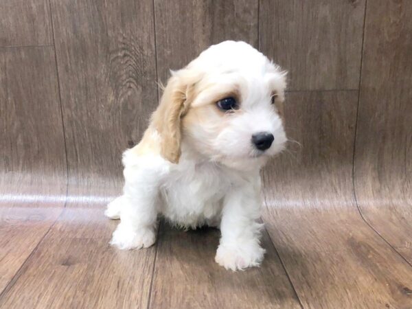 Cava Chon DOG Male Blenheim 1227 Petland Lancaster, Ohio