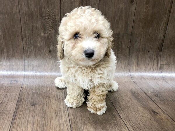 Poo Chon DOG Male APRICOT WHITE 1228 Petland Lancaster, Ohio