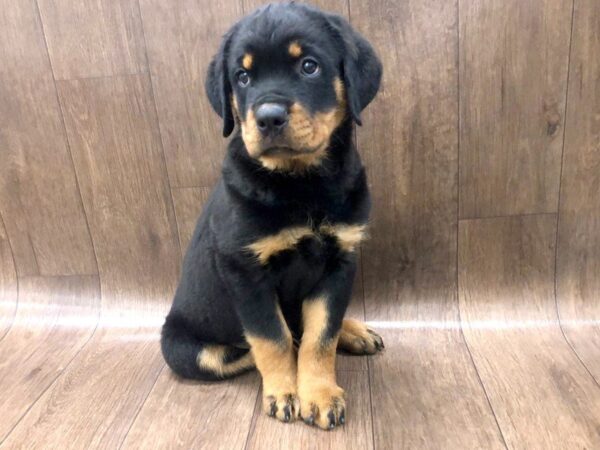 Rottweiler DOG Male 1234 Petland Lancaster, Ohio