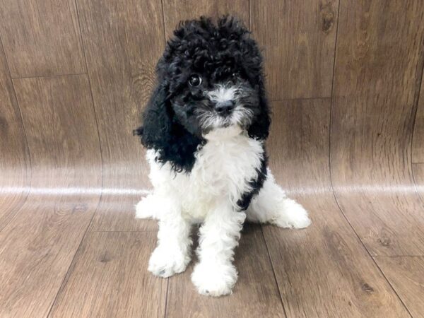 Cockadoodle-DOG-Female-BLK WHITE-1230-Petland Lancaster, Ohio