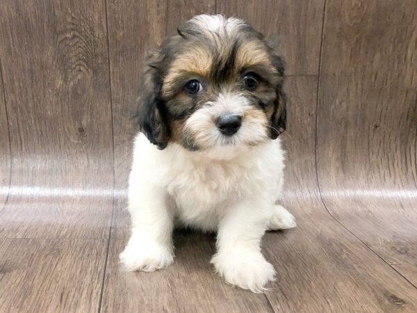 Teddy DOG Male Brown White 1231 Petland Lancaster, Ohio