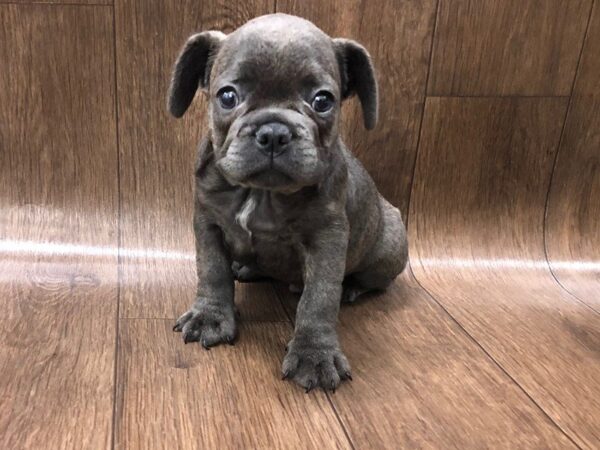 French Bulldog DOG Male blue 1232 Petland Lancaster, Ohio